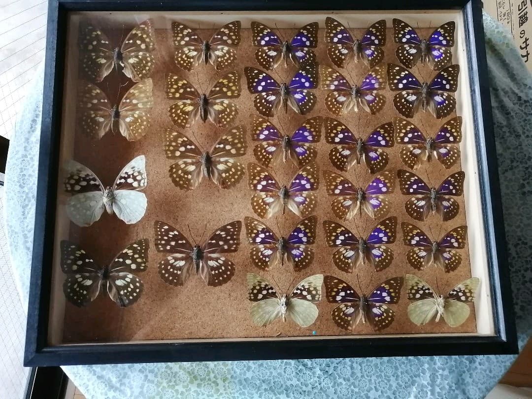 値下げしました。　オオムラサキ　雄 × 雌 セット 標本箱付き