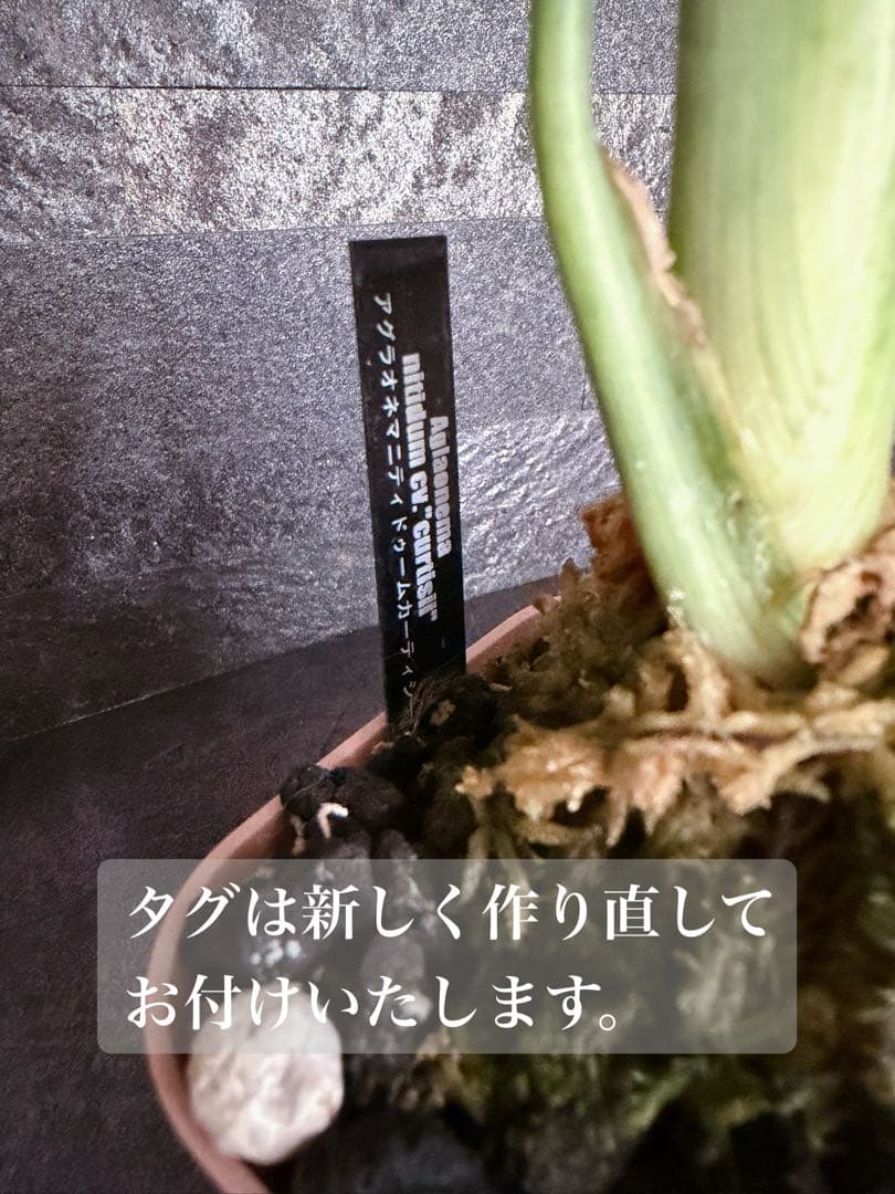 アグラオネマ ニティドゥーム カーティシー