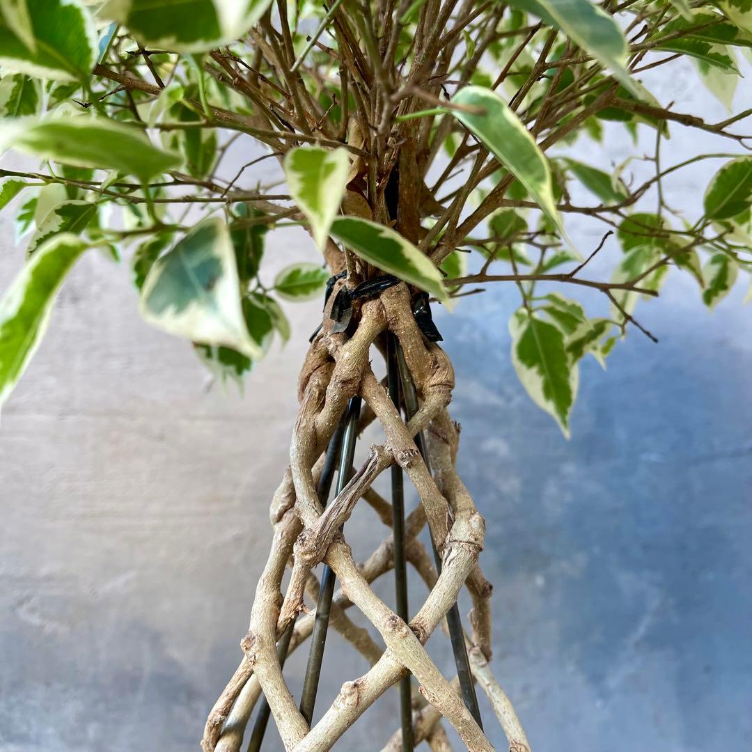 斑入り　ベンジャミン　スターライト　編み込み　天然苔仕立て　陶器鉢　植え込み発送