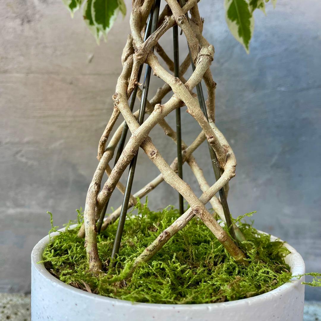 斑入り　ベンジャミン　スターライト　編み込み　天然苔仕立て　陶器鉢　植え込み発送