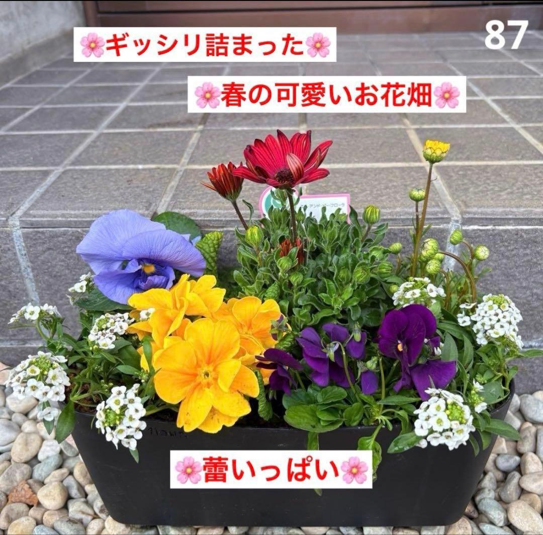 878991☆春から長く楽しむ寄せ植え☆３鉢セット☆