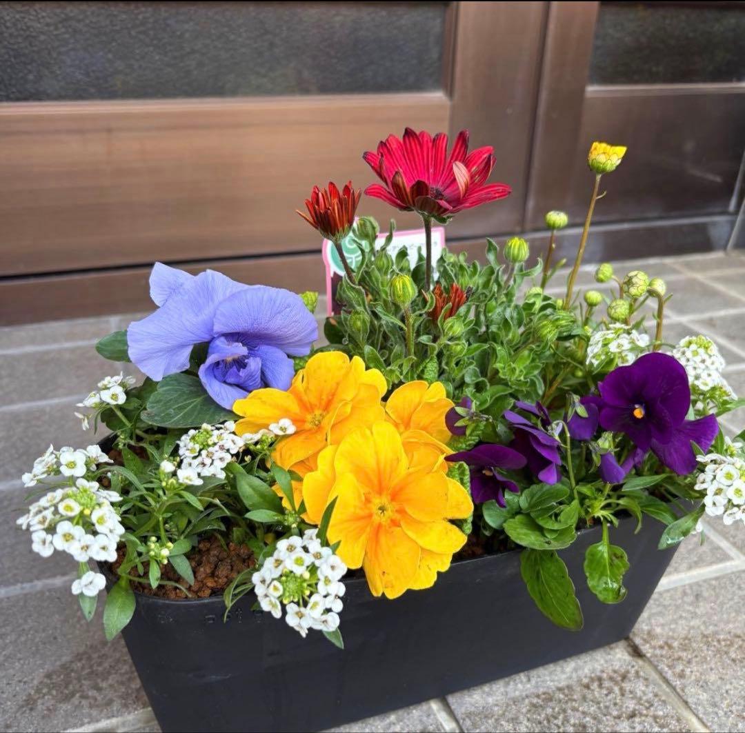 878991☆春から長く楽しむ寄せ植え☆３鉢セット☆