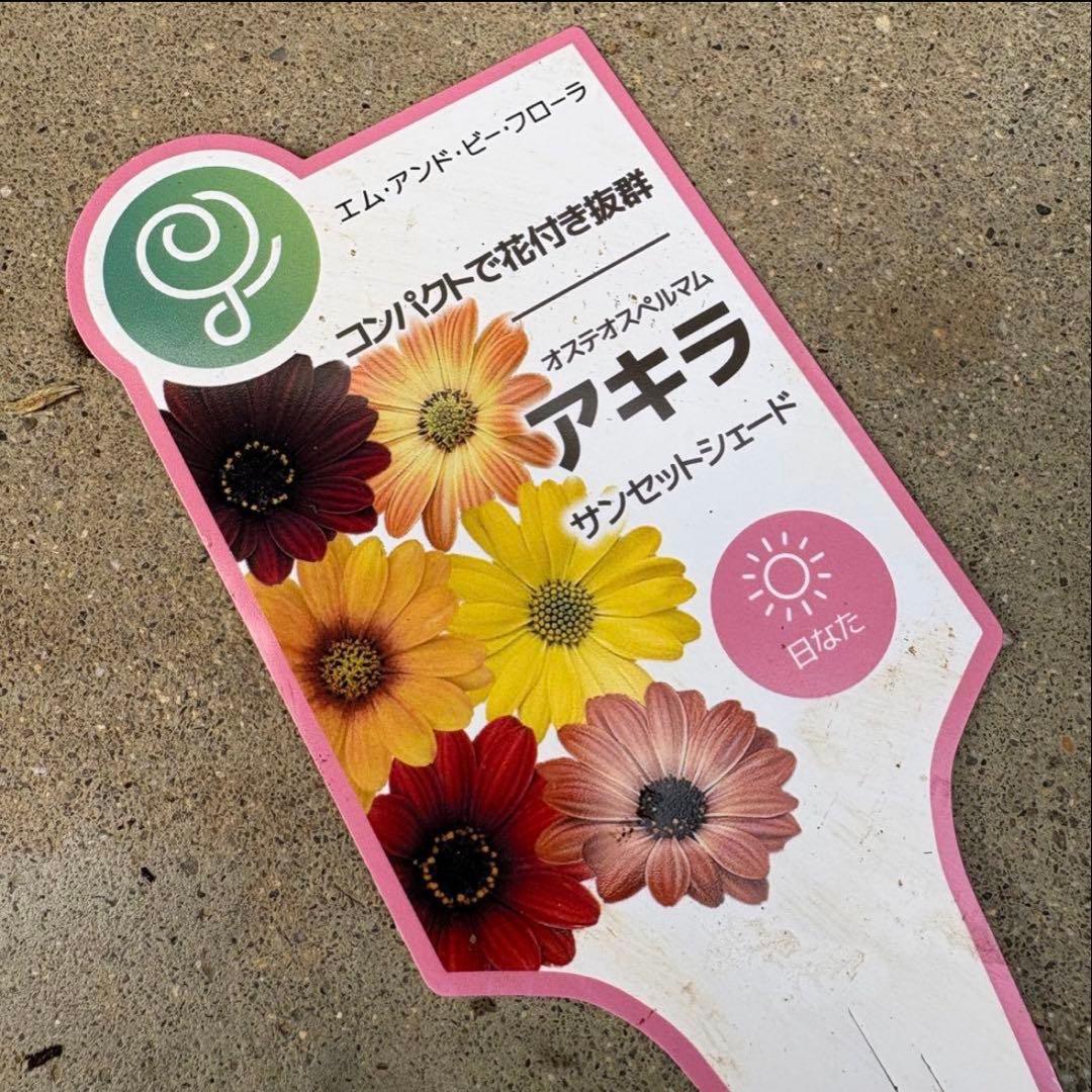 878991☆春から長く楽しむ寄せ植え☆３鉢セット☆