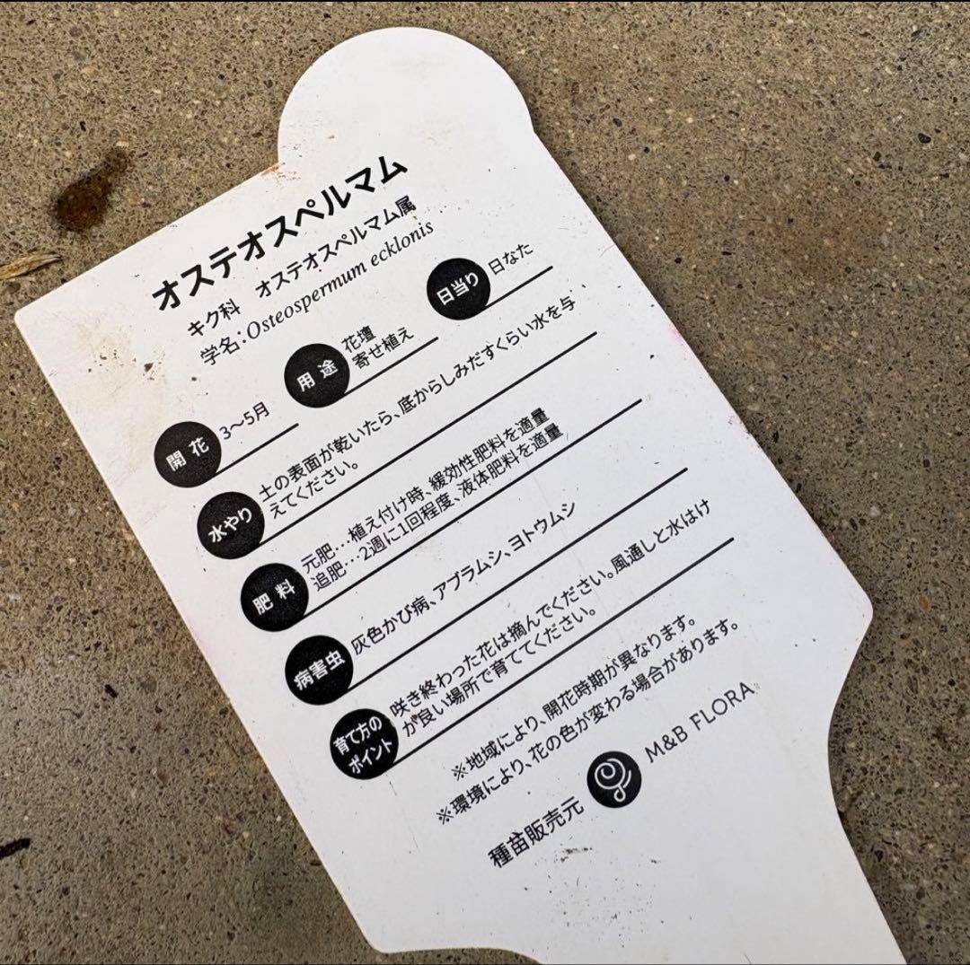 878991☆春から長く楽しむ寄せ植え☆３鉢セット☆