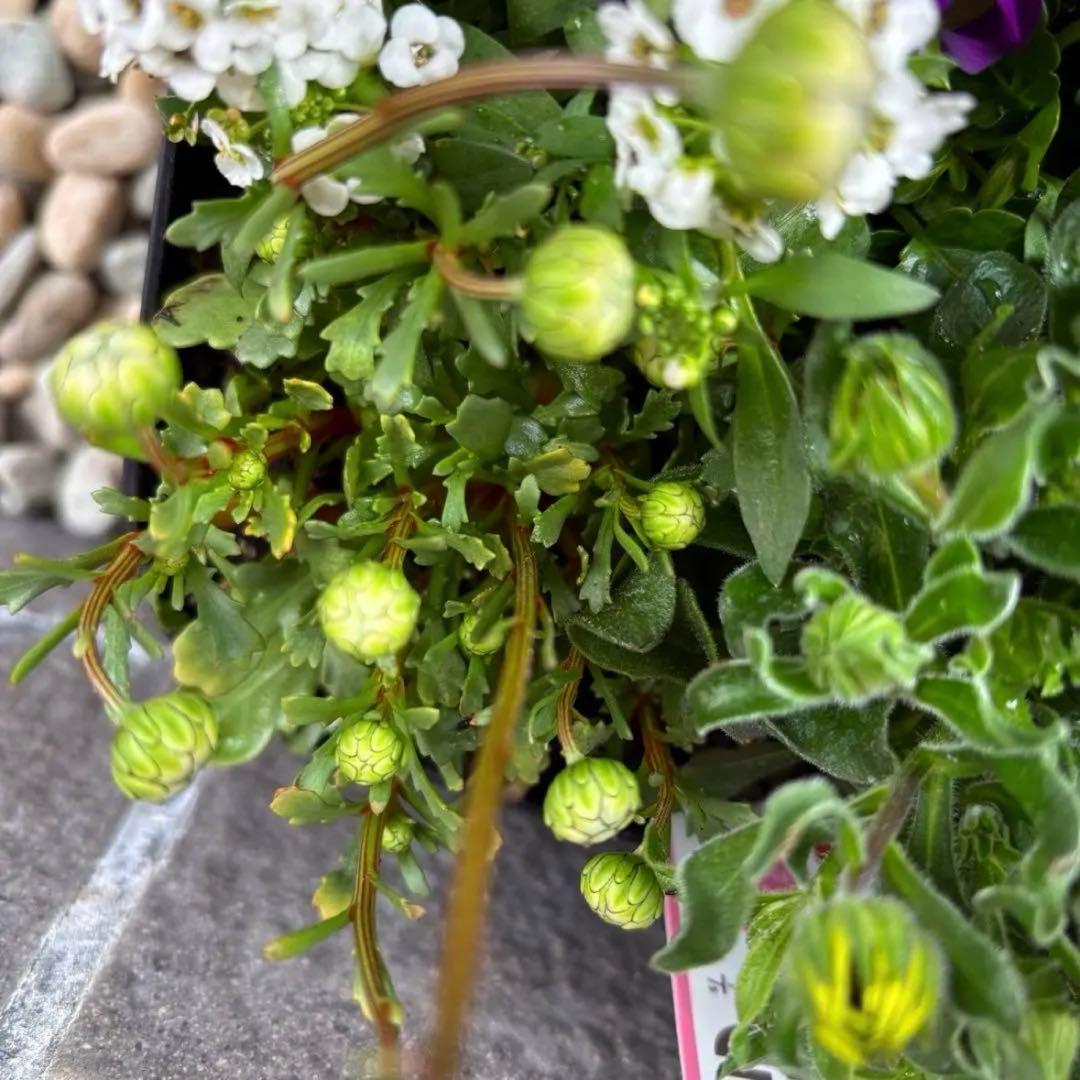 878991☆春から長く楽しむ寄せ植え☆３鉢セット☆