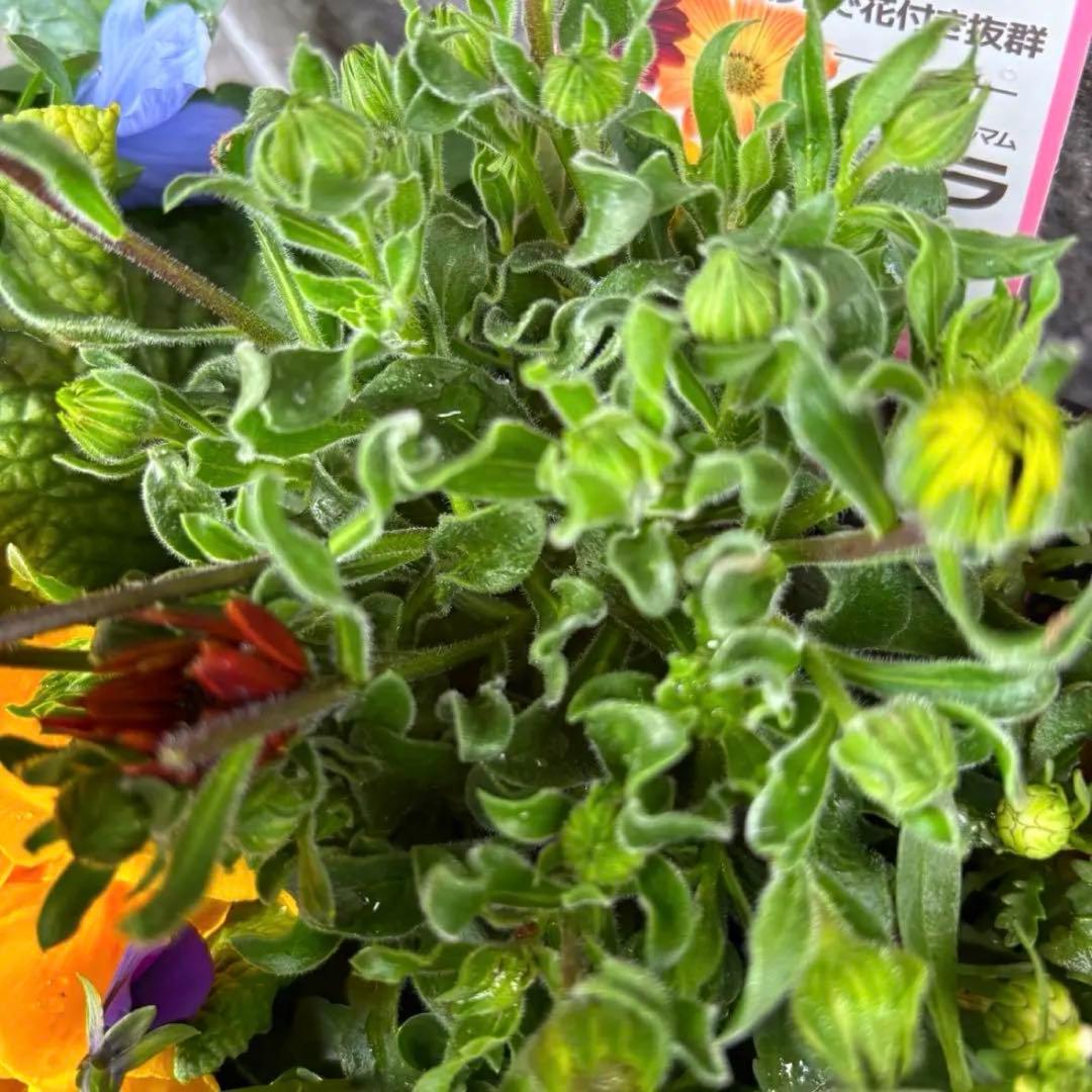 878991☆春から長く楽しむ寄せ植え☆３鉢セット☆
