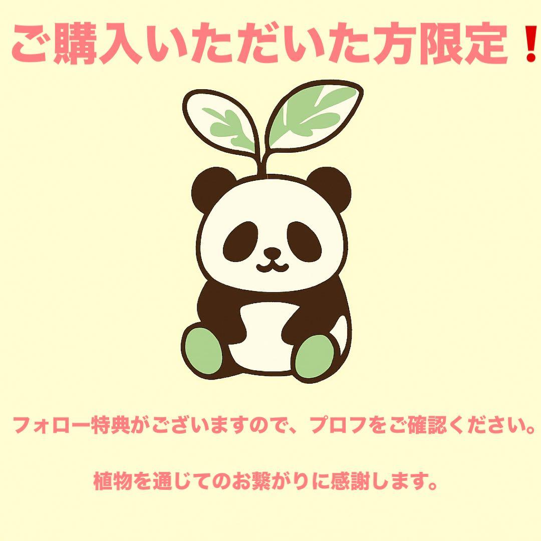 【安心の発根済株/接木/鉢込】斑入り パンダガジュマル 白多め 芽吹き5か所