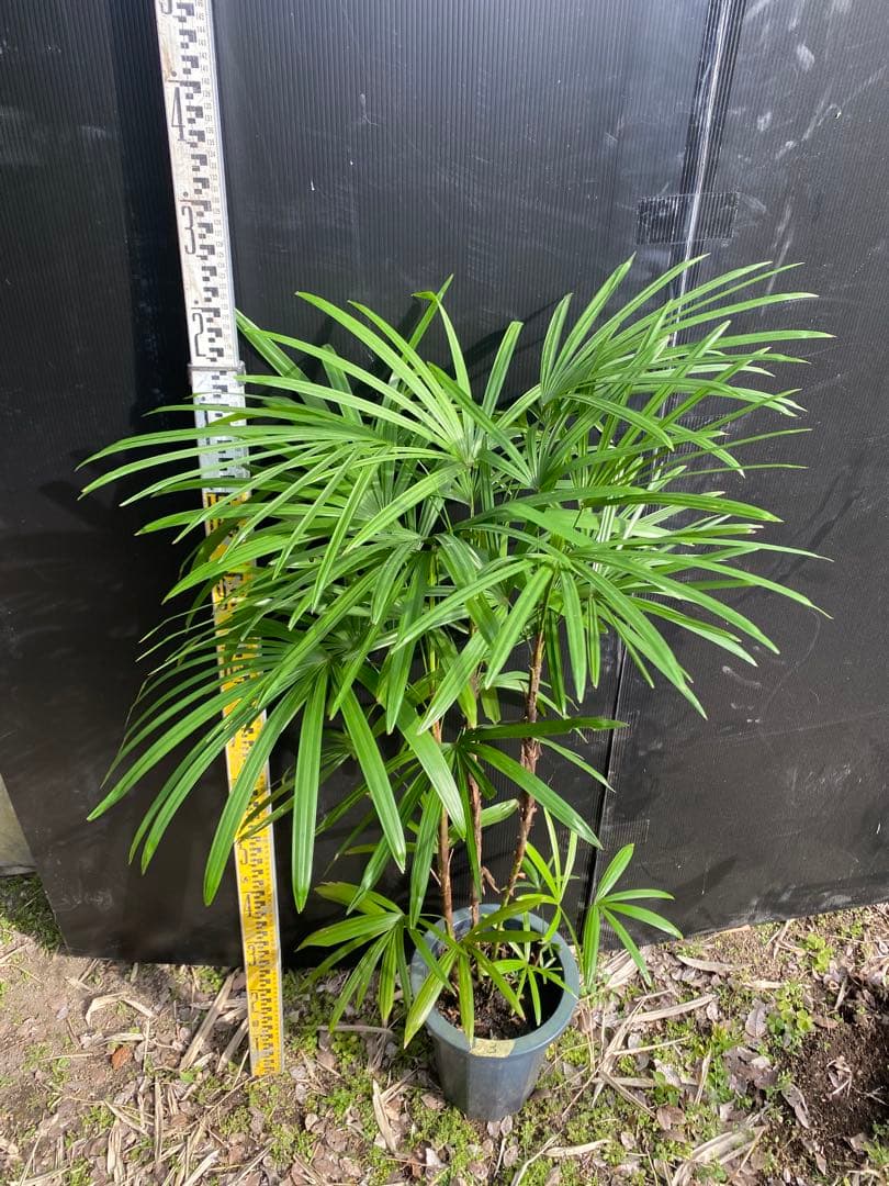 シュロチク　棕櫚竹　8号鉢　3 観葉植物