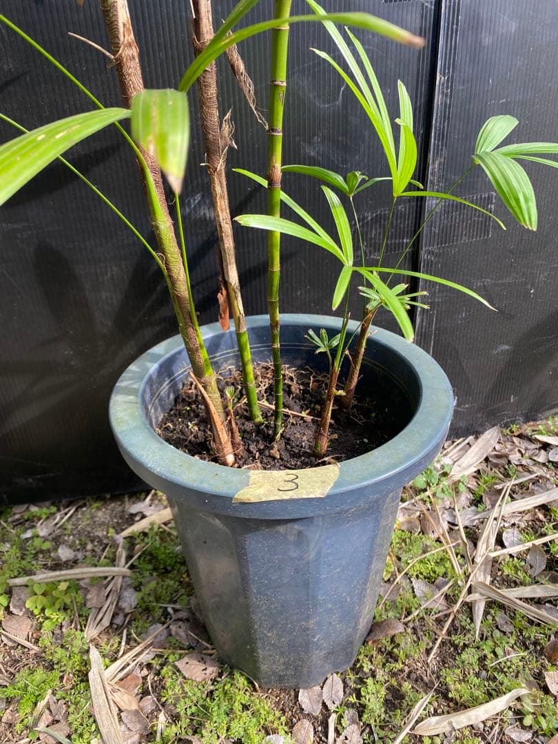 シュロチク　棕櫚竹　8号鉢　3 観葉植物