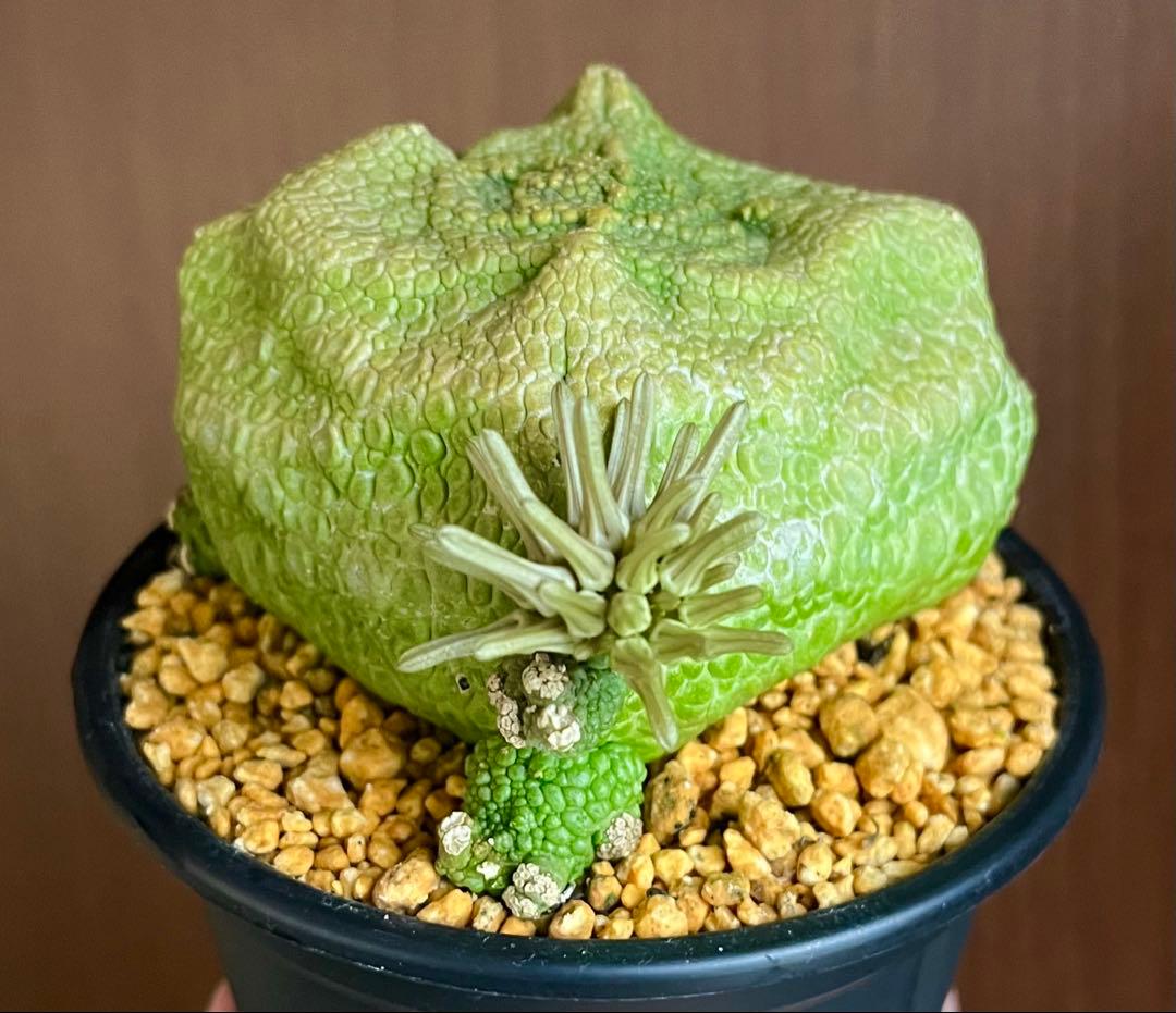【激レア/超大株】プセウドリトス・クビフォルメ鉢植え