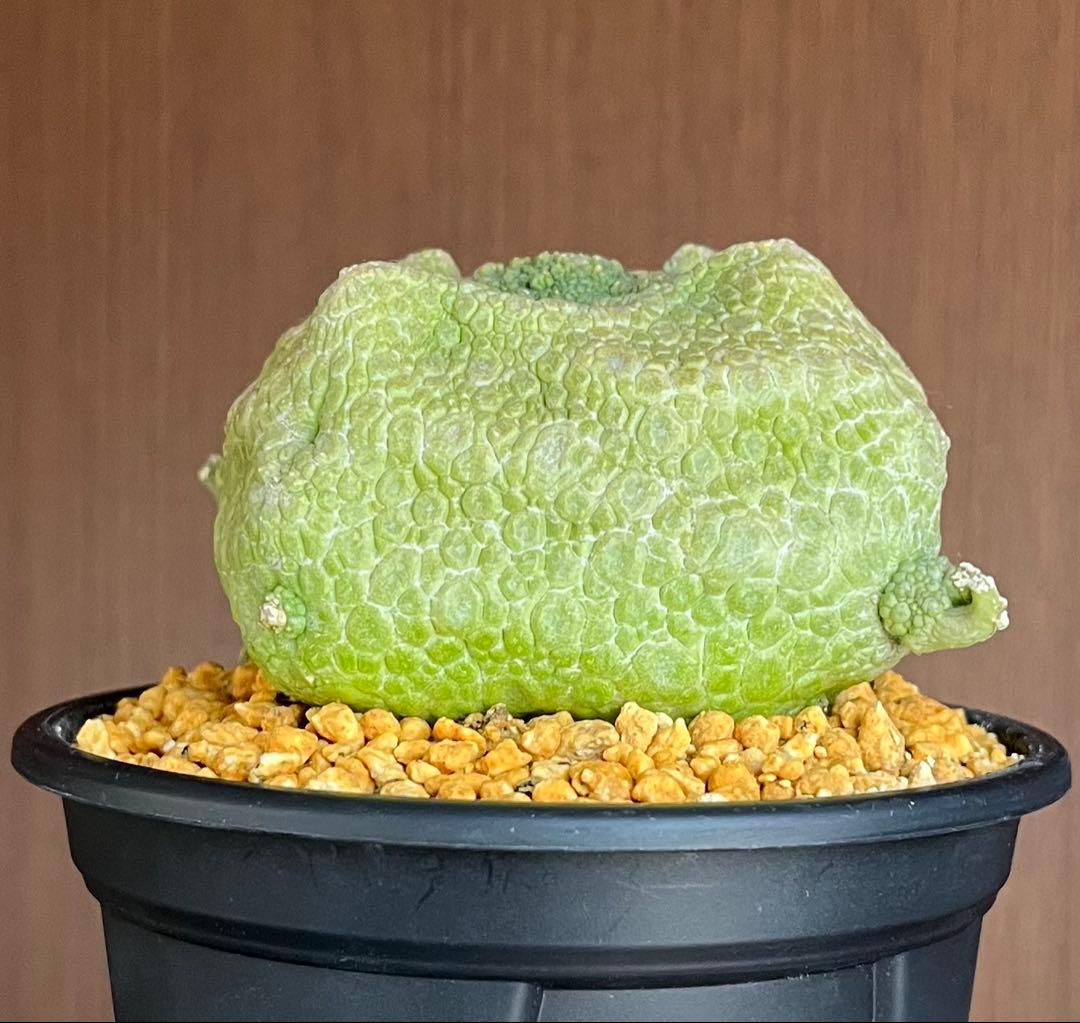 【激レア/超大株】プセウドリトス・クビフォルメ鉢植え