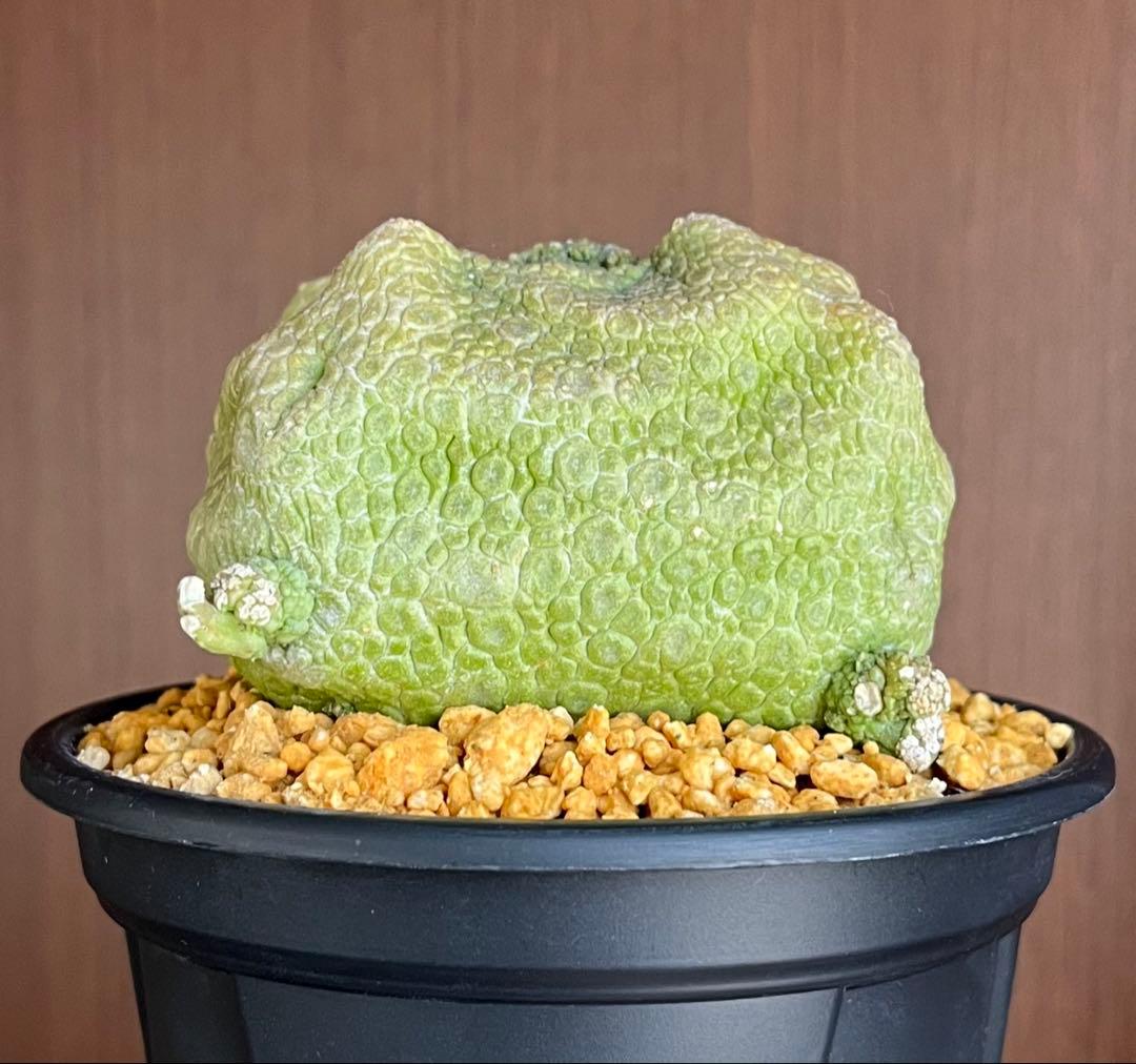 【激レア/超大株】プセウドリトス・クビフォルメ鉢植え