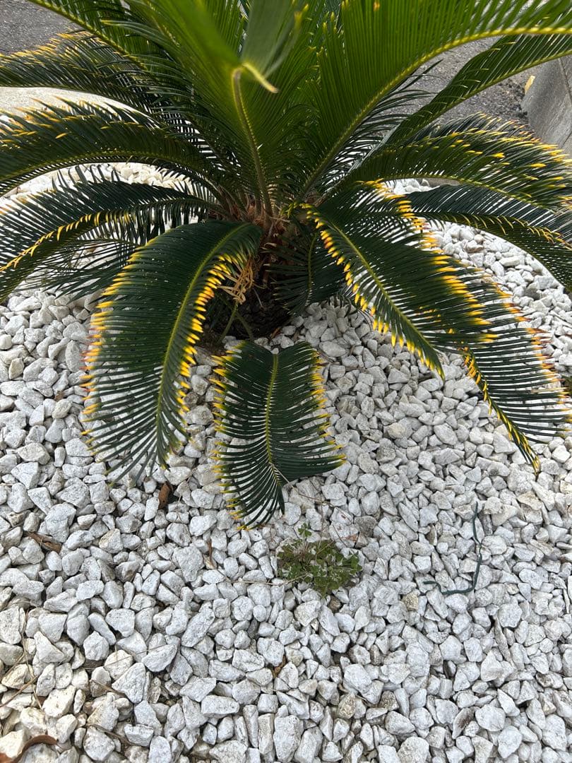 金環ソテツ　金冠蘇轍
