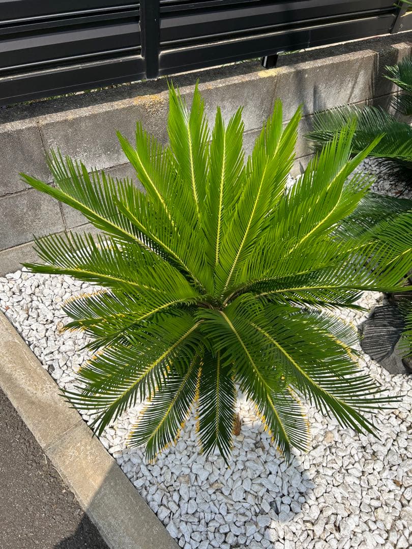 金環ソテツ　金冠蘇轍