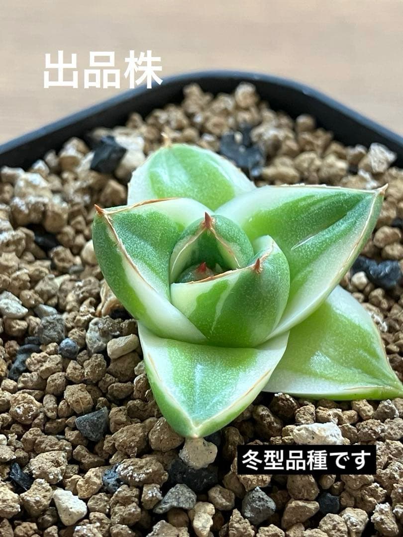 速達【鉢ごと発送】④人気　発根済み　赤棘　アガべ　王妃笹の雪A型　ピンキー　TC
