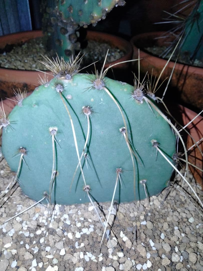 輸入苗 opuntia cv. curivispinus オプンチア サボテン
