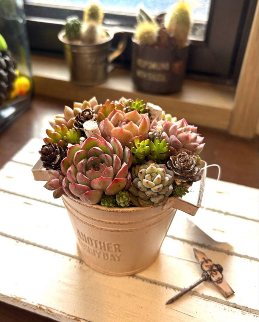 おすすめ！可愛い寄せ植え　多肉植物寄せ植え　取っ手付き　バケツ型　ピンク系