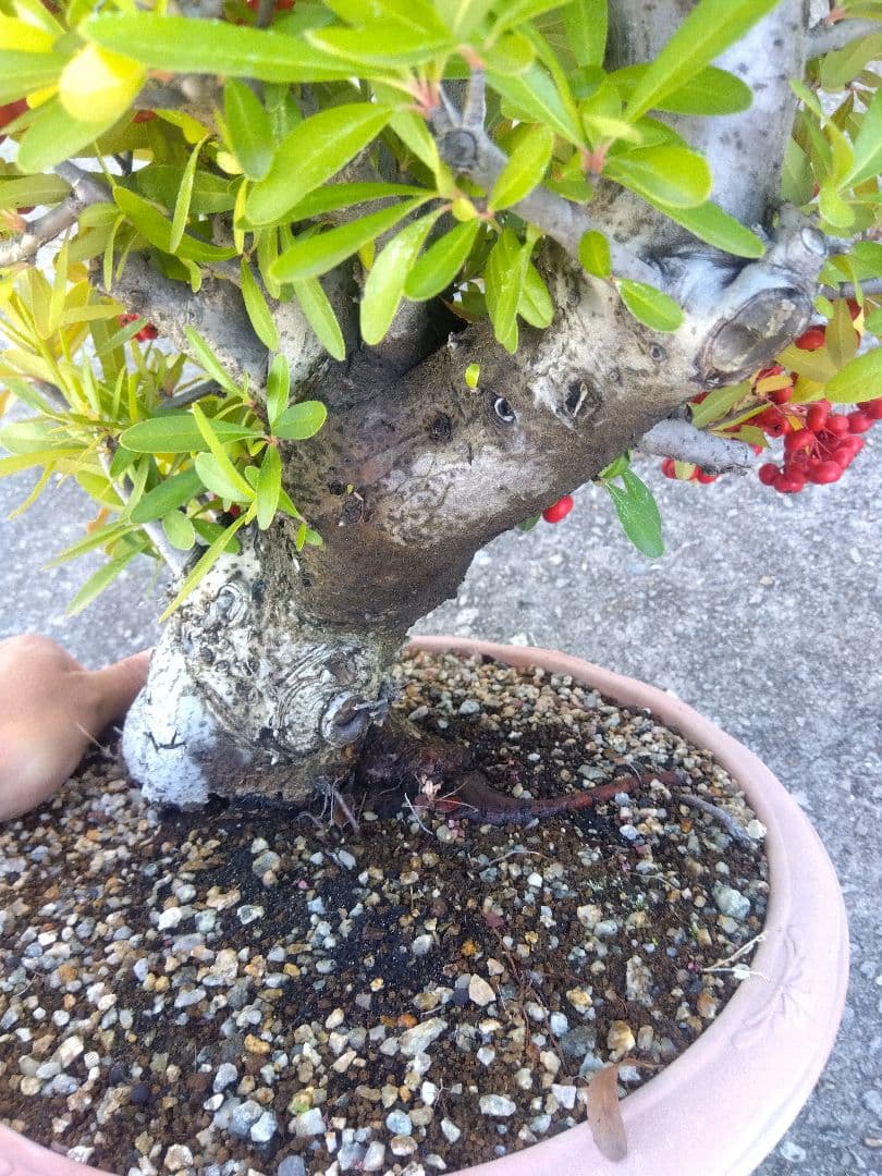ピラカンサ　盆栽　10号鉢つき　特大❗　③