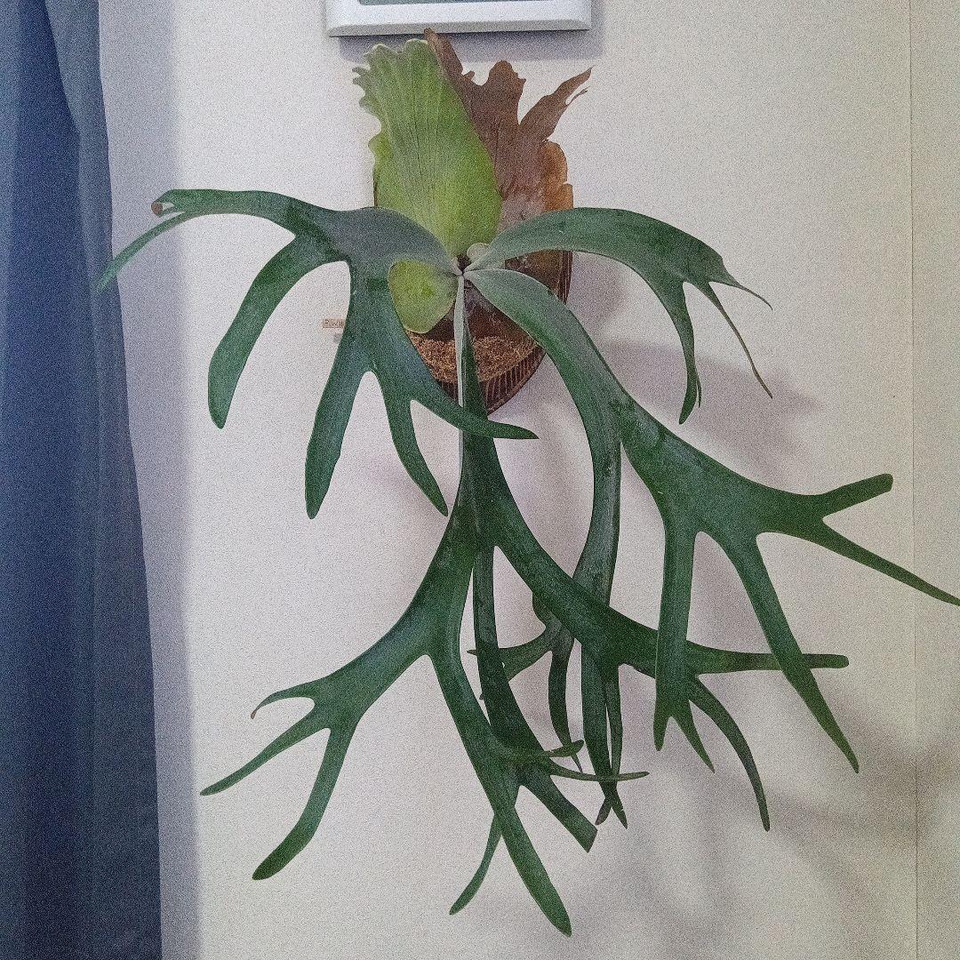 （特大）ビカクシダ　ウィリンキー板付　胞子嚢あり