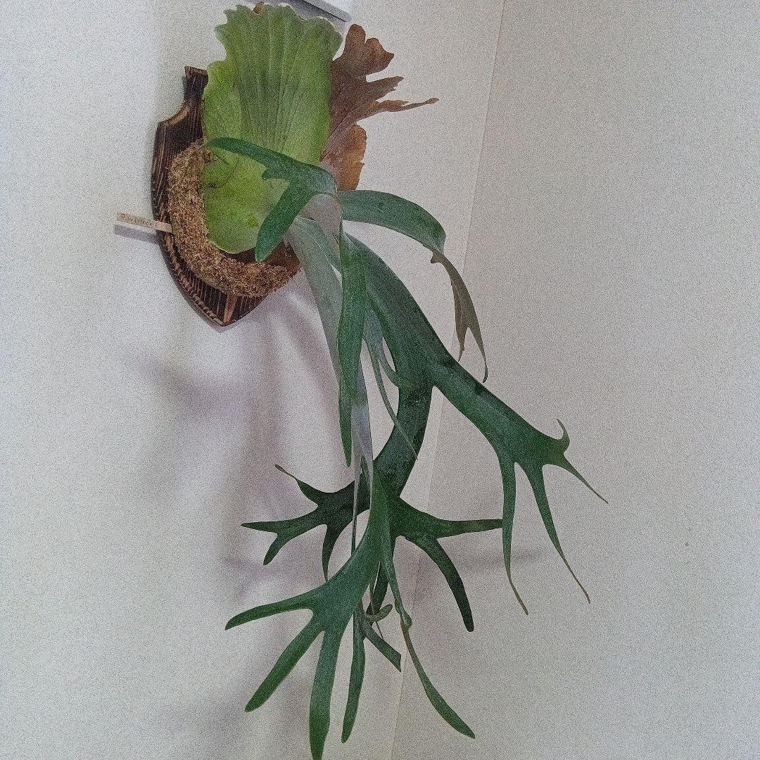 （特大）ビカクシダ　ウィリンキー板付　胞子嚢あり