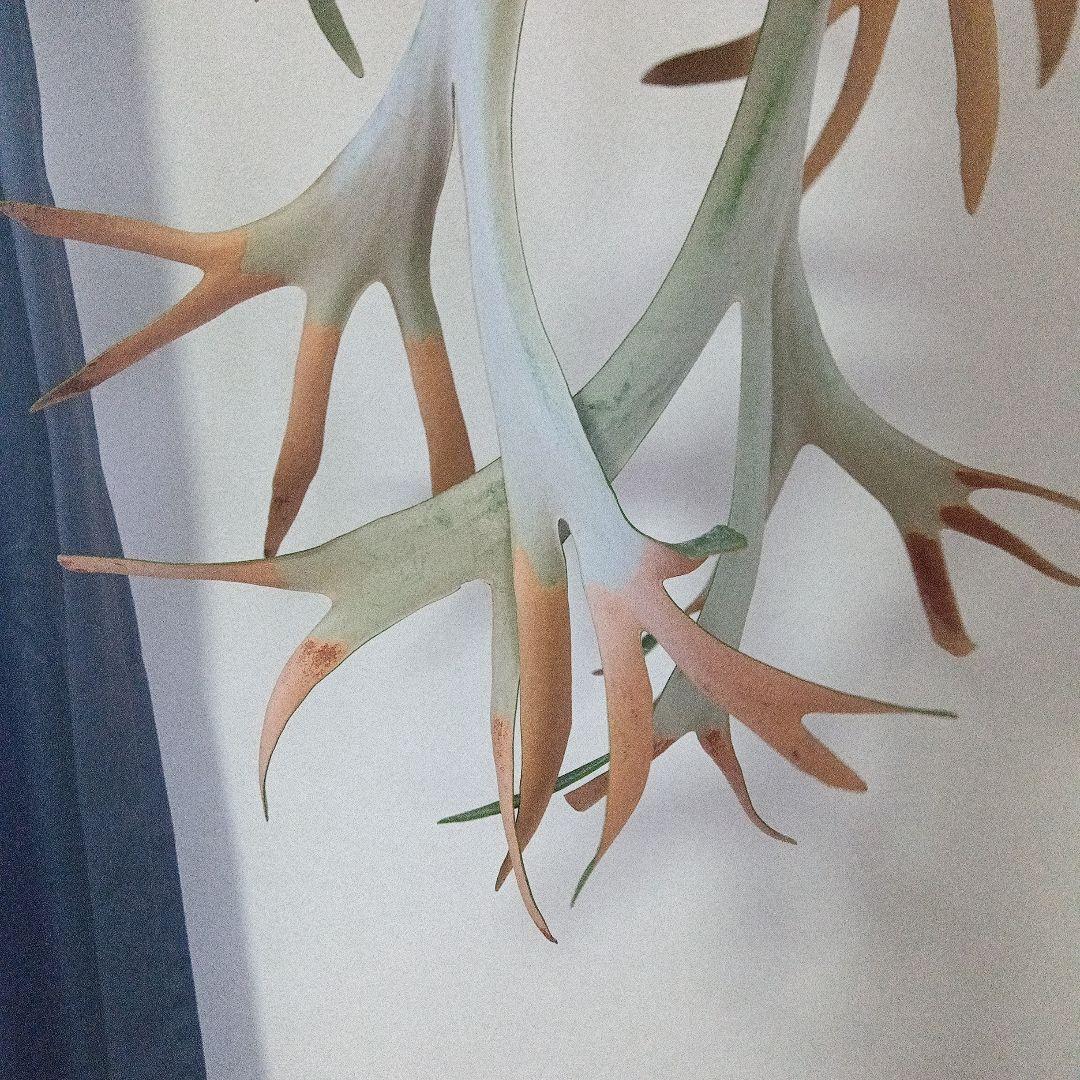 （特大）ビカクシダ　ウィリンキー板付　胞子嚢あり