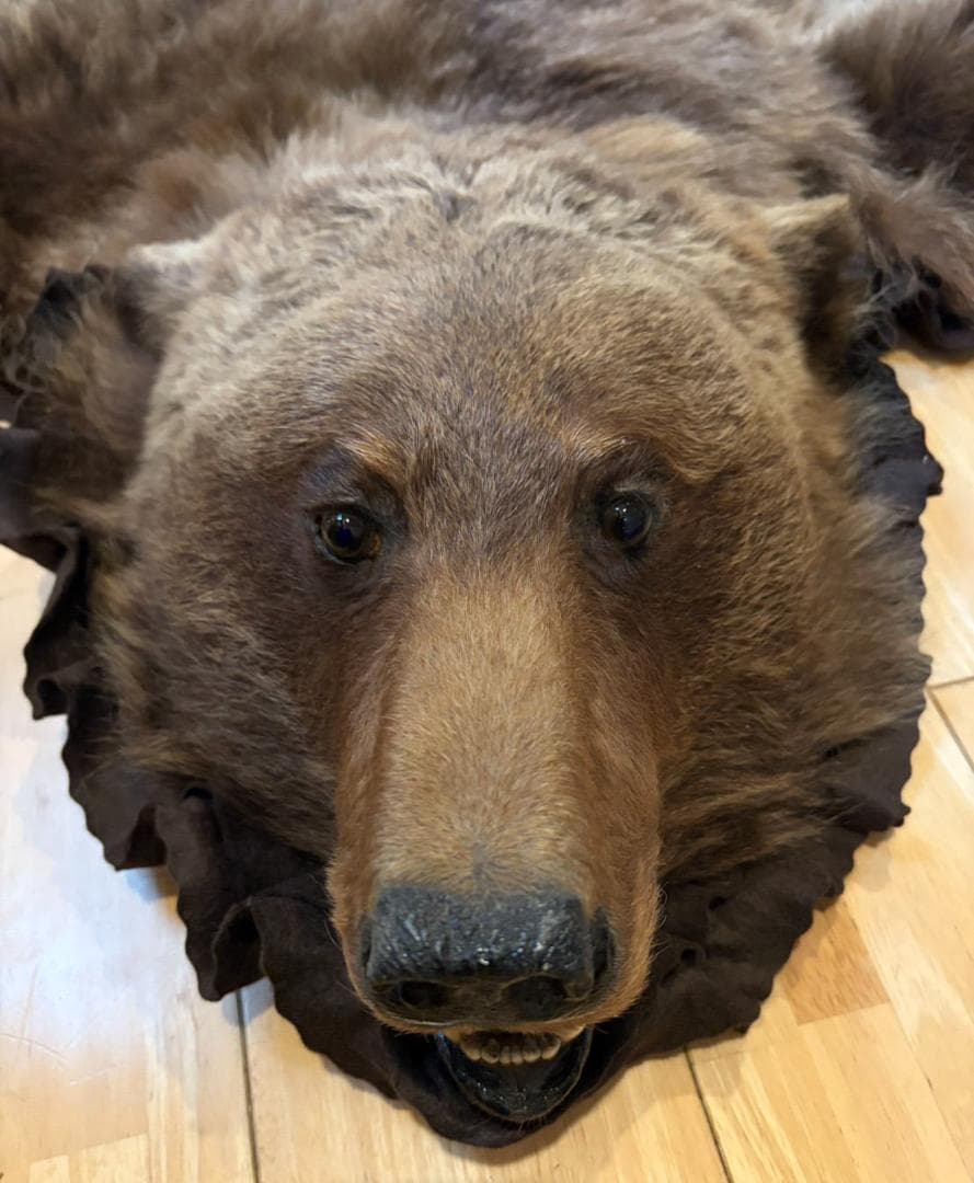★ 高品質 カナダ産 Grizzly ラグ　頭骨付　※CITES・登録票付