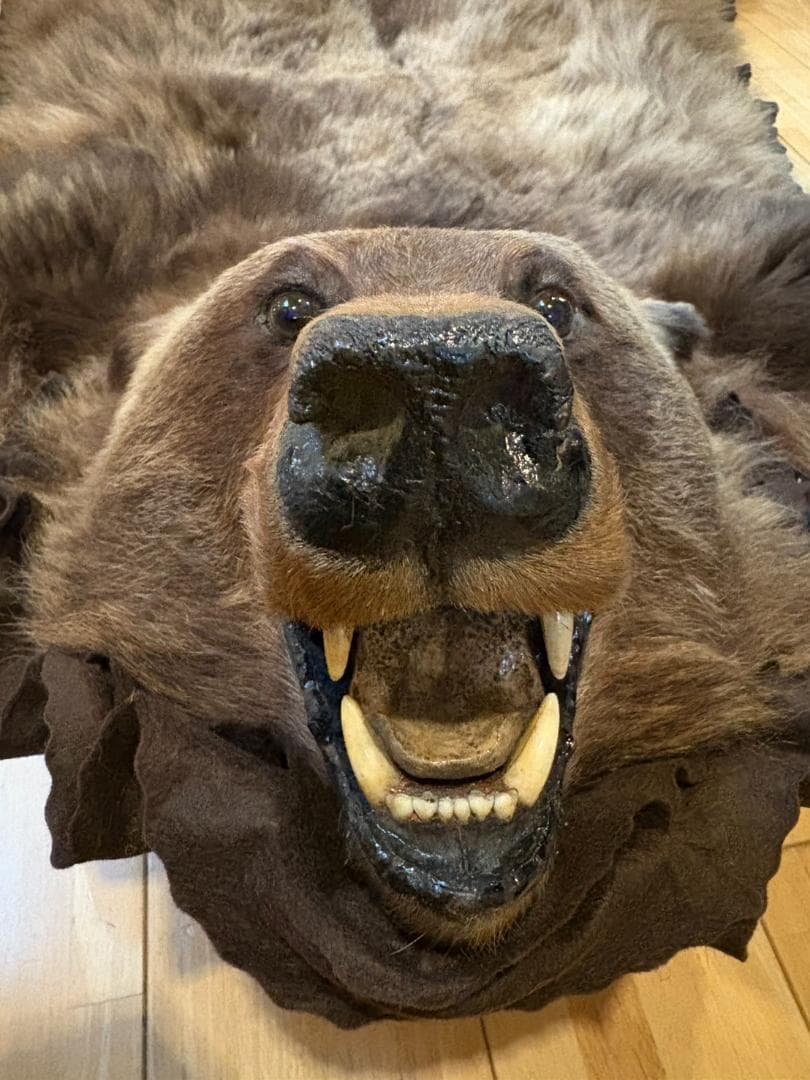 ★ 高品質 カナダ産 Grizzly ラグ　頭骨付　※CITES・登録票付