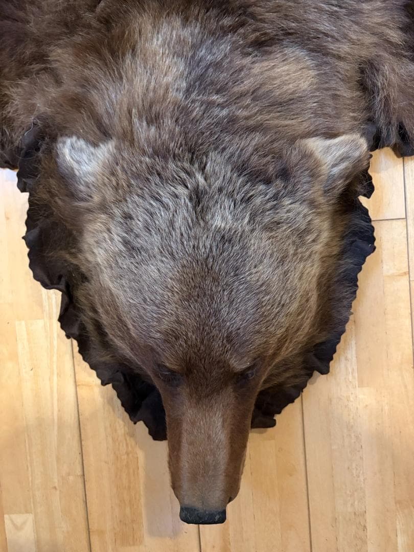 ★ 高品質 カナダ産 Grizzly ラグ　頭骨付　※CITES・登録票付