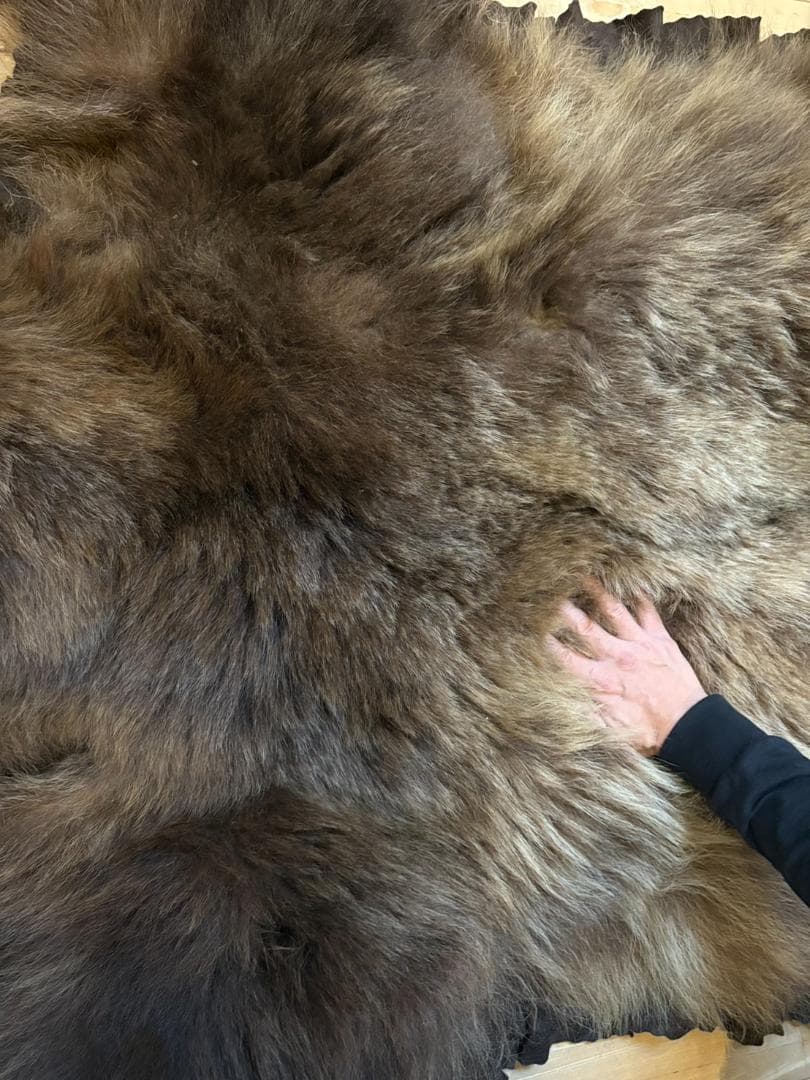 ★ 高品質 カナダ産 Grizzly ラグ　頭骨付　※CITES・登録票付