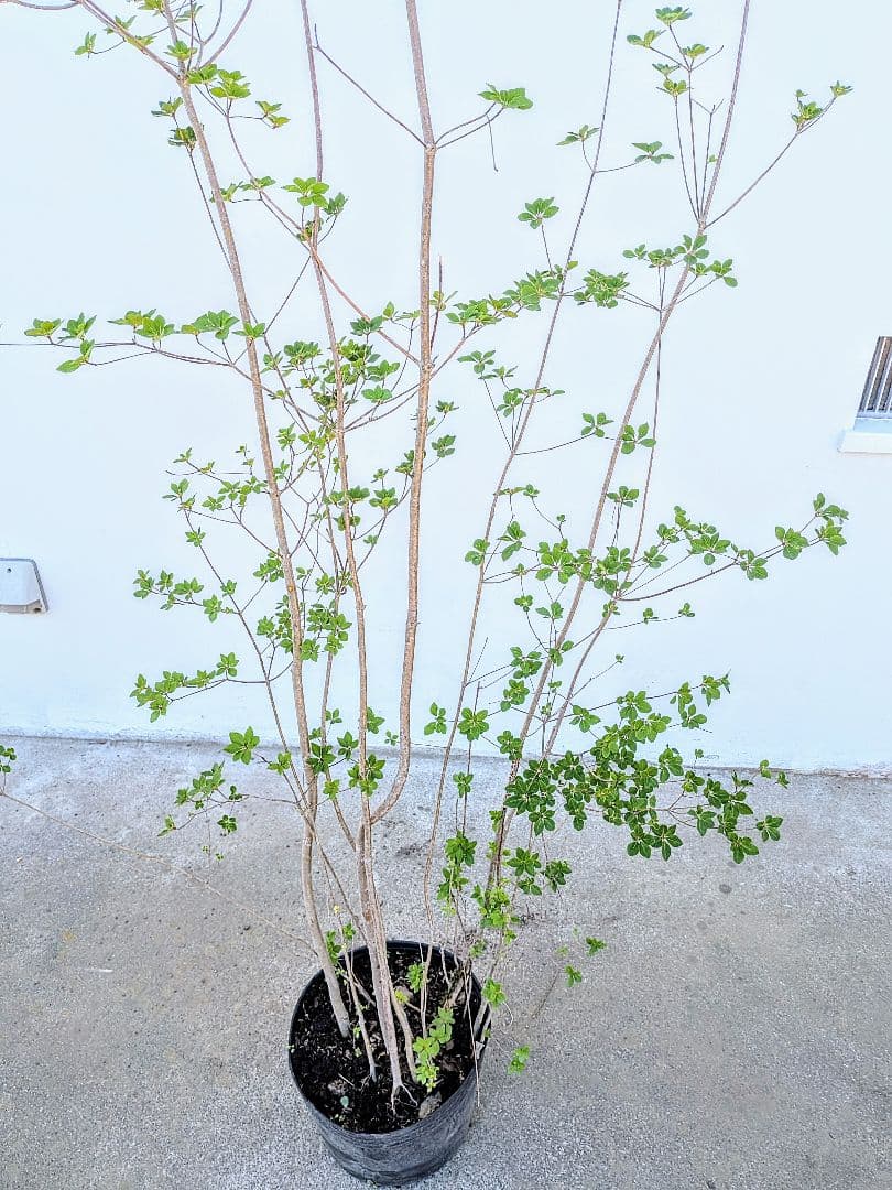 山採り鉢植え。天然ドウダンツツジ。