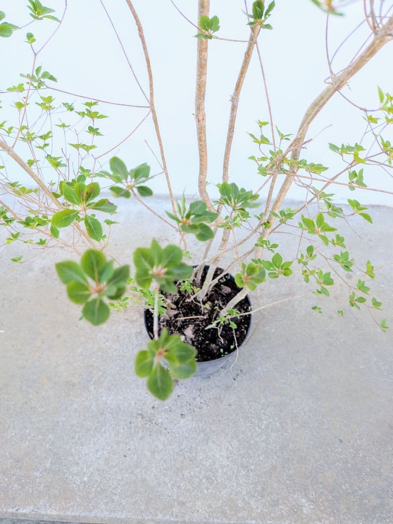 山採り鉢植え。天然ドウダンツツジ。