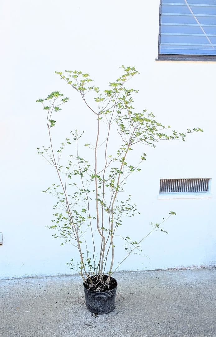 山採り鉢植え。天然ドウダンツツジ。