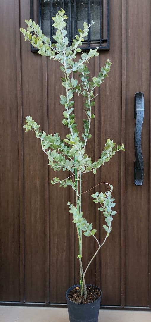 大きめ　パールアカシア　6号鉢植え　ミモザ　オージープランツ