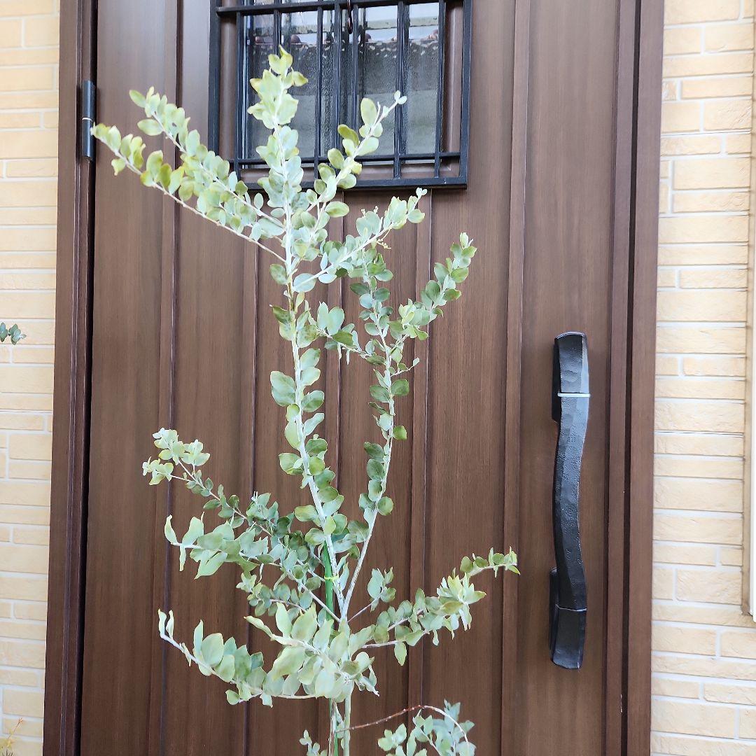 大きめ　パールアカシア　6号鉢植え　ミモザ　オージープランツ