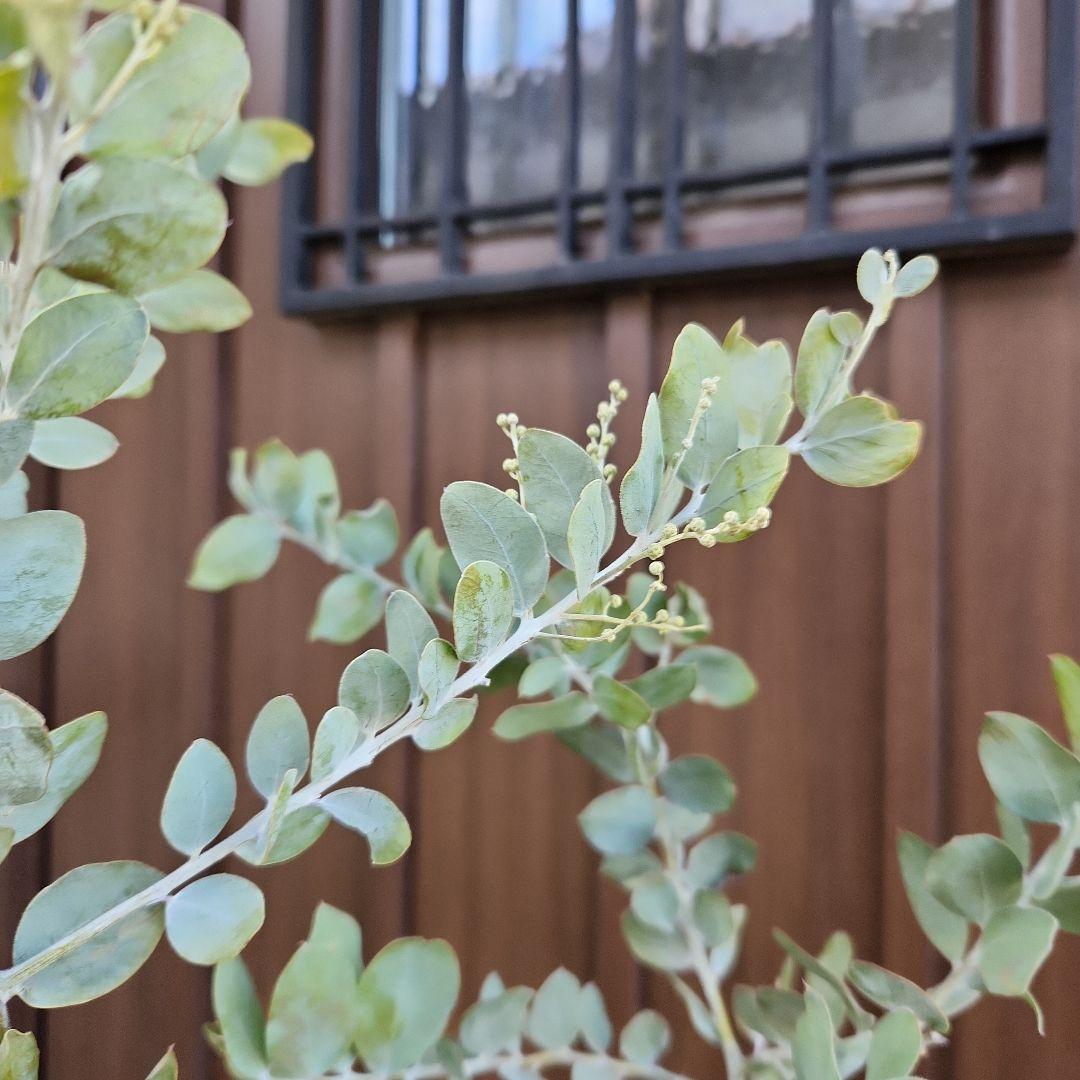大きめ　パールアカシア　6号鉢植え　ミモザ　オージープランツ