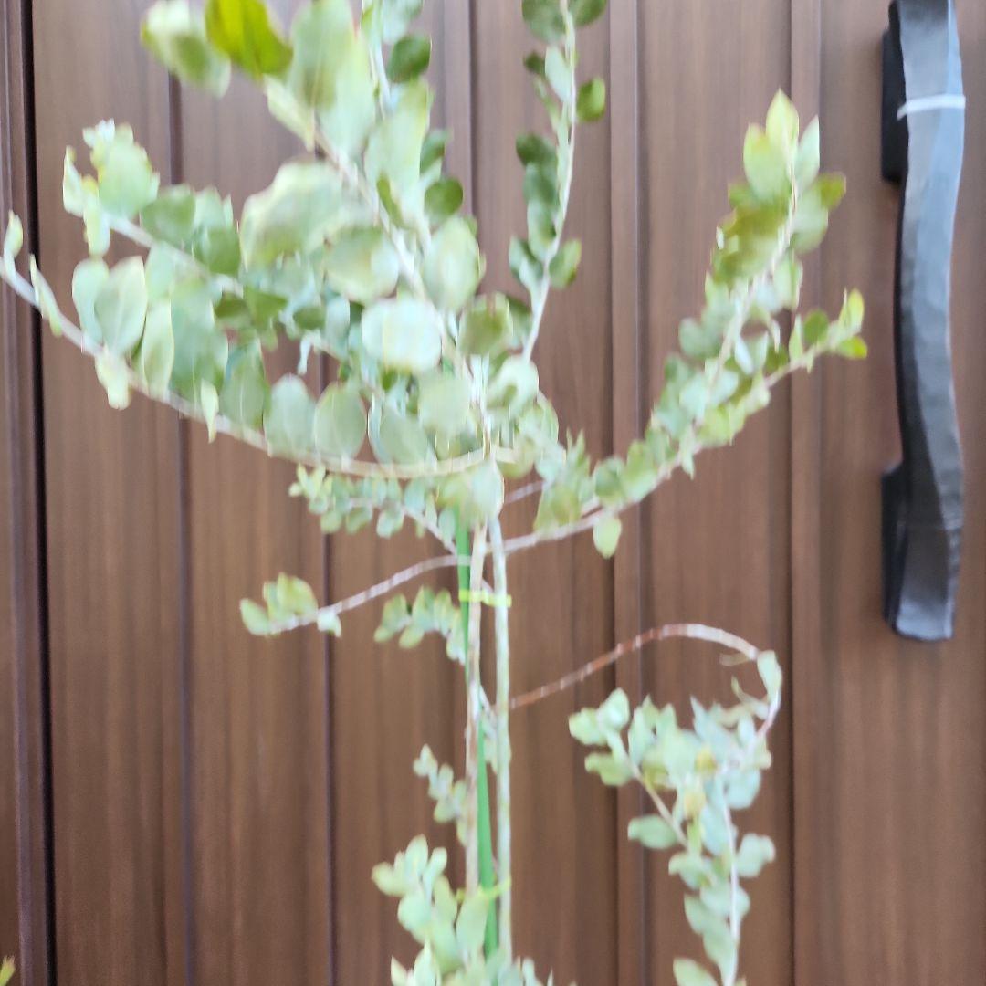 大きめ　パールアカシア　6号鉢植え　ミモザ　オージープランツ
