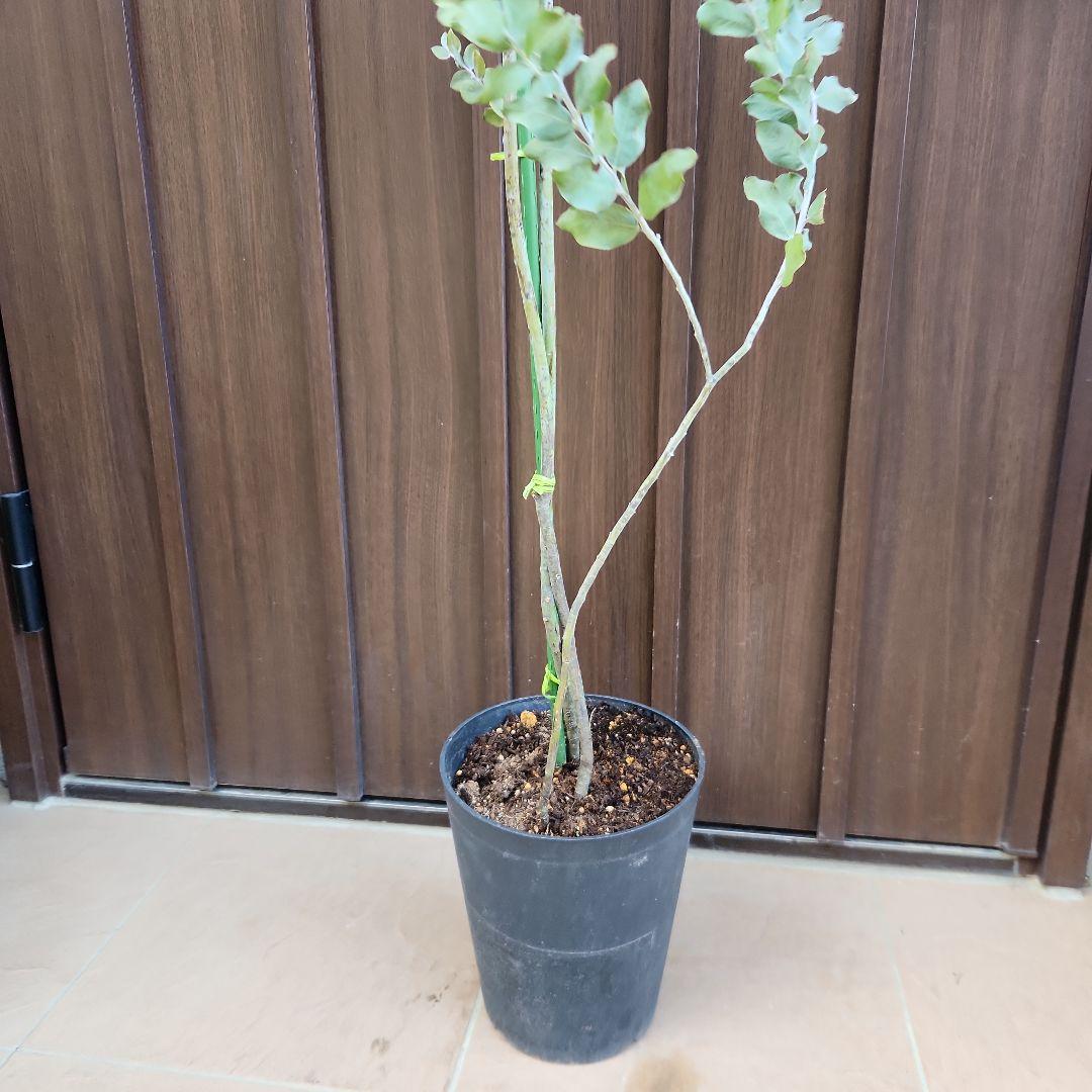 大きめ　パールアカシア　6号鉢植え　ミモザ　オージープランツ