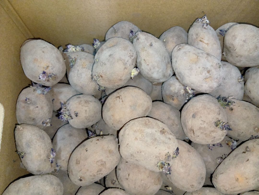 インカのめざめ 種芋 7kg③