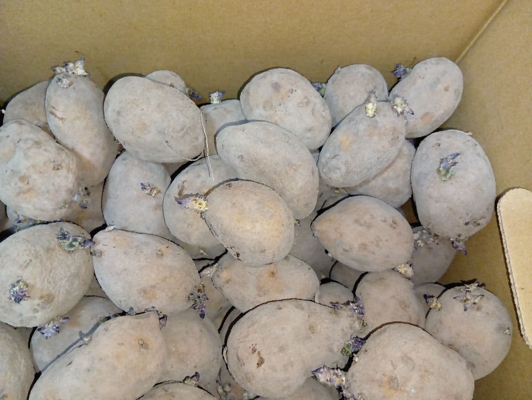 インカのめざめ 種芋 7kg③