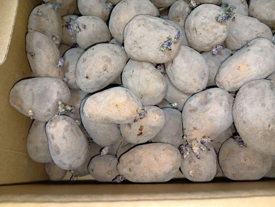 インカのめざめ 種芋 7kg③