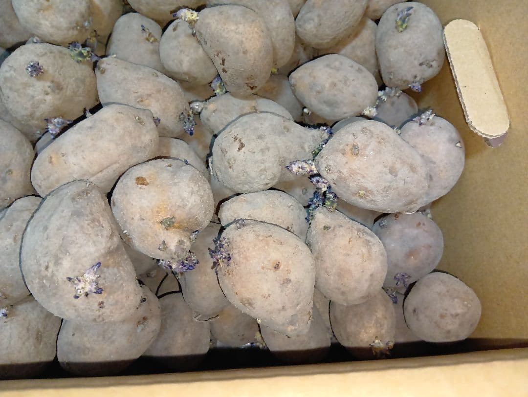 インカのめざめ 種芋 7kg③