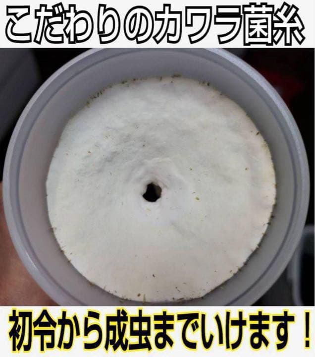 極上！カワラタケ菌糸瓶【6本】特殊アミノ酸強化配合！タランドゥス・オウゴンオニに