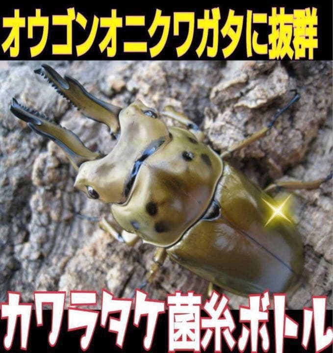 極上！カワラタケ菌糸瓶【6本】特殊アミノ酸強化配合！タランドゥス・オウゴンオニに