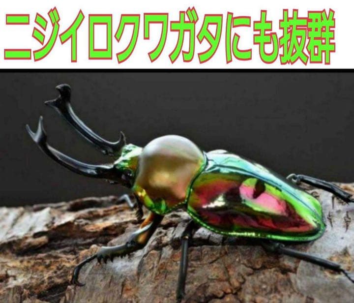 極上！黒アワビタケ菌糸瓶【9本】初令、2令に最適なサイズ！ニジイロクワガタに！