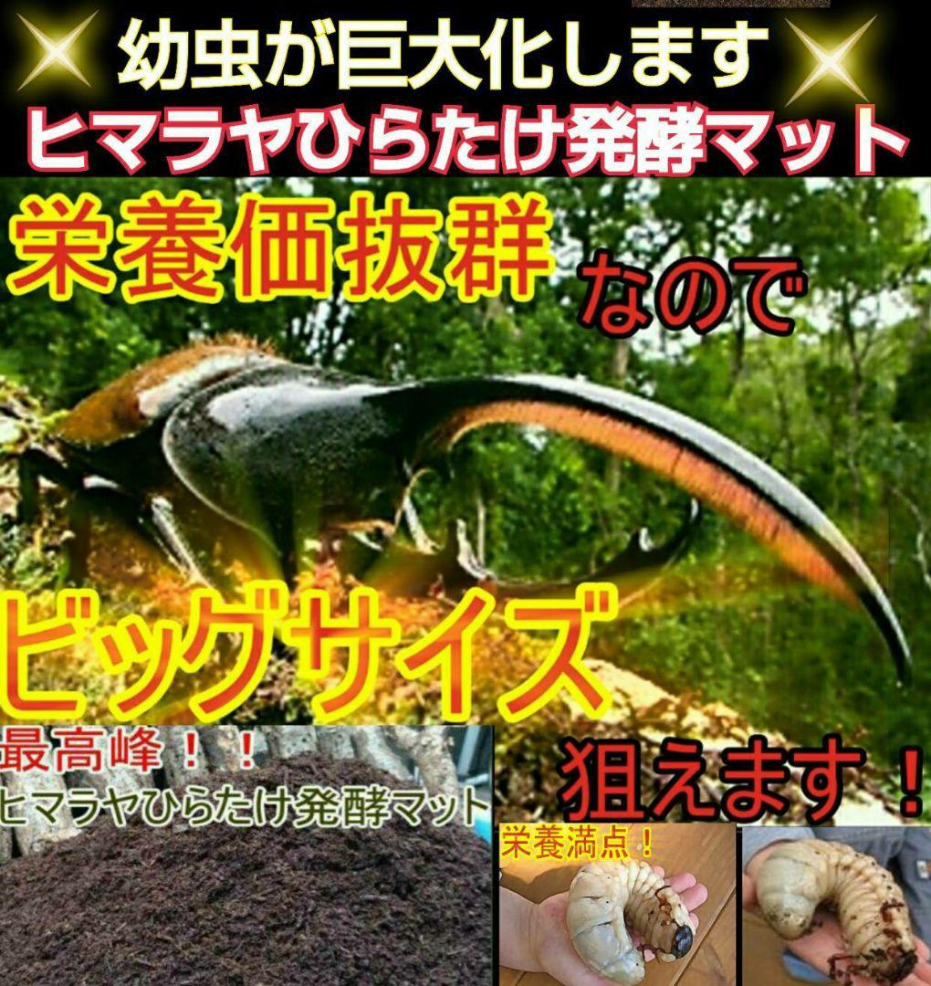 デカクなりすぎ注意！ヒマラヤひらたけ発酵マット　産卵にも！増量200リットル