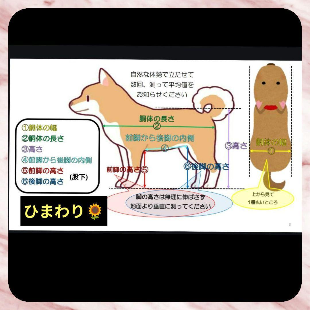 M.ダックス4輪　リハビリ　食事補助　犬用車椅子　介護補助　犬の歩行器