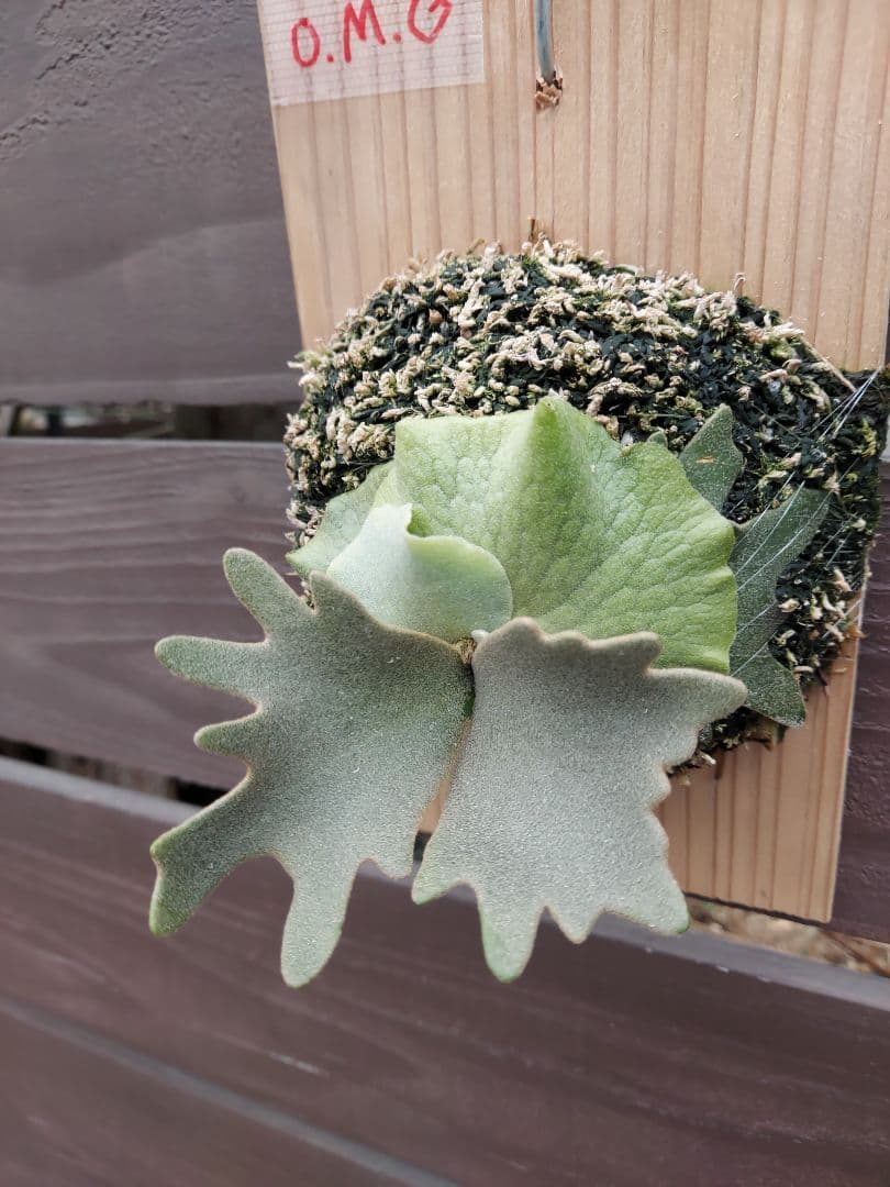 選抜　willinckii dwarf OMG　胞子培養　ビカクシダ