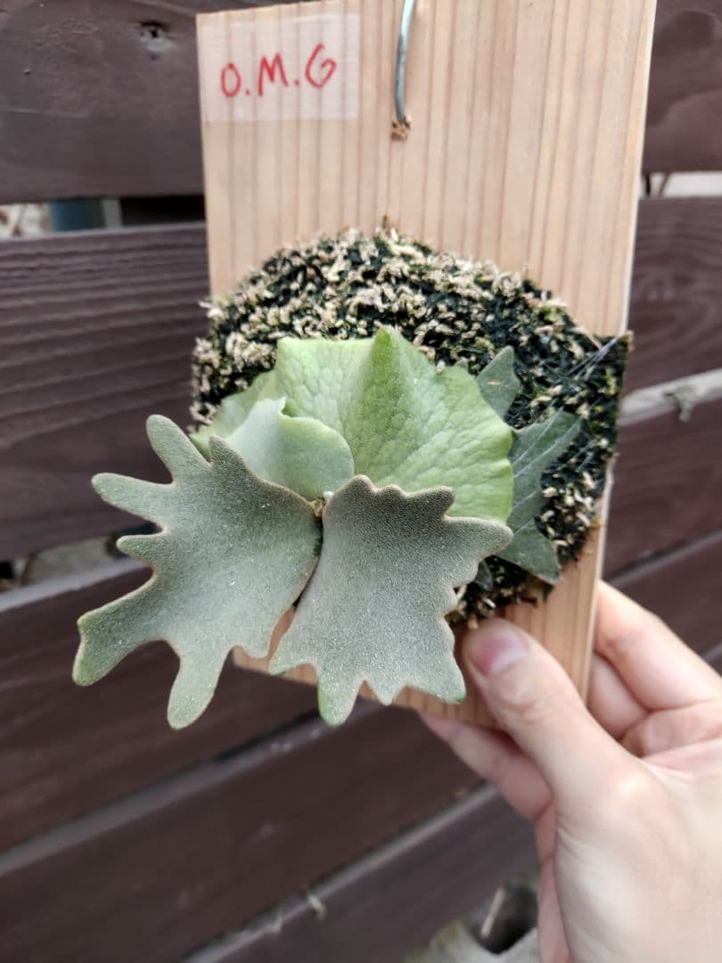 選抜　willinckii dwarf OMG　胞子培養　ビカクシダ
