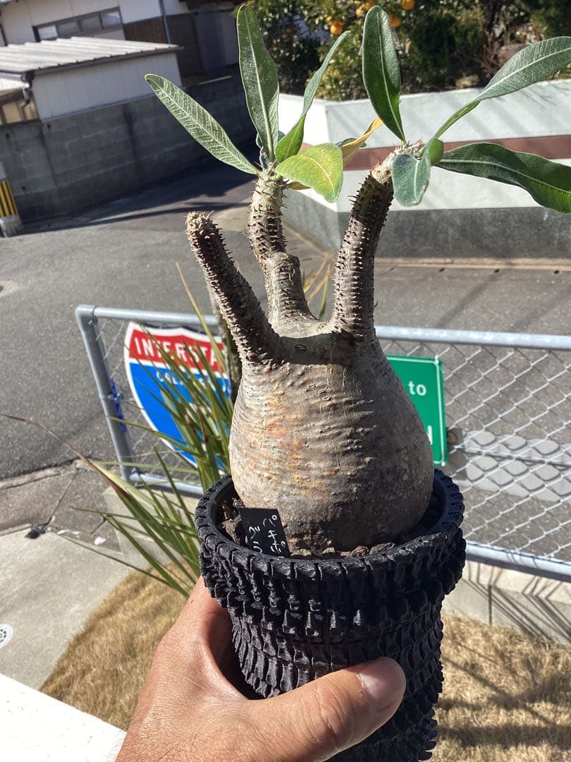 グラキリス　現地球　鉢付き