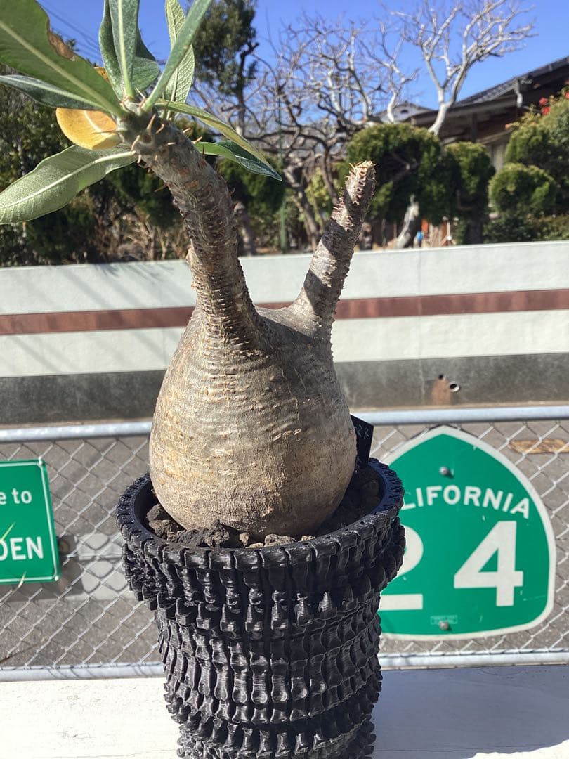 グラキリス　現地球　鉢付き